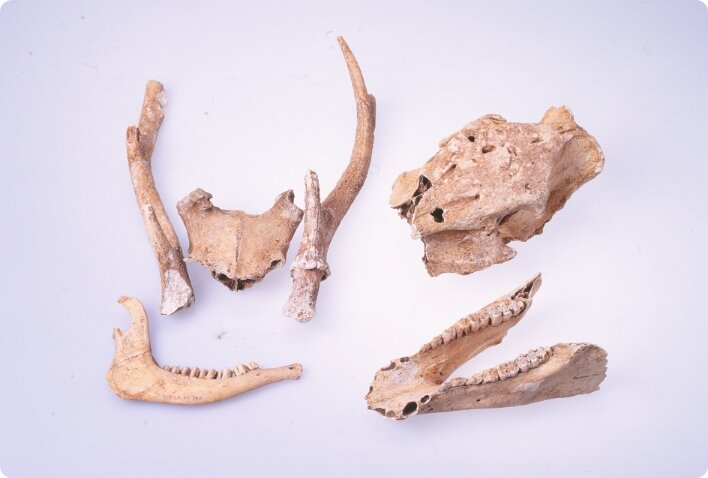 遺跡で見つかったニホンジカ・イノシシの骨
